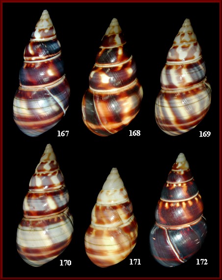 Liguus fasciatus marmoratus Pilsbry, 1912 (page one)